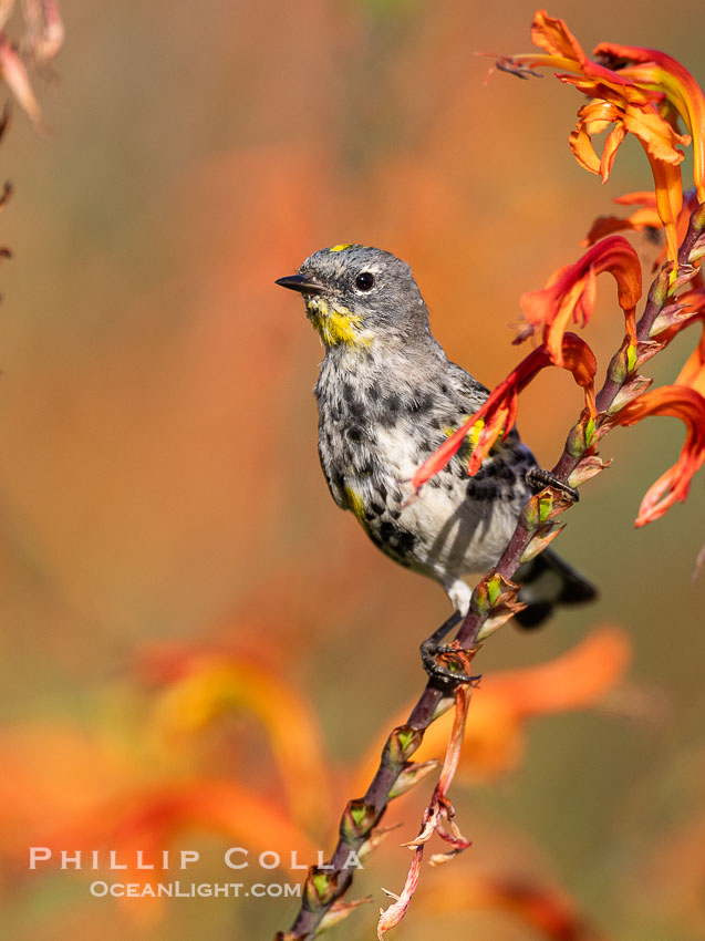 Audobon's Yellow-Rumped Warbler in Flowering Aloe, Coast Walk, La Jolla., Setophaga audoboni, natural history stock photograph, photo id 40312