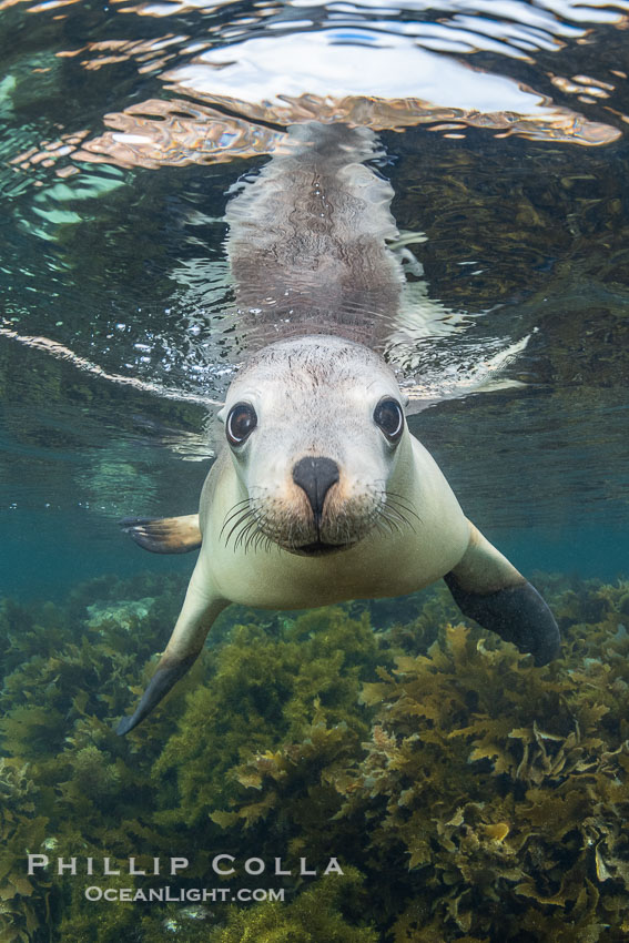 Australian Sea Lion Underwater, Grindal Island. Australian sea lions are the only endemic pinniped in Australia, and are found along the coastlines and islands of south and west Australia. South Australia, Neophoca cinearea, natural history stock photograph, photo id 39166