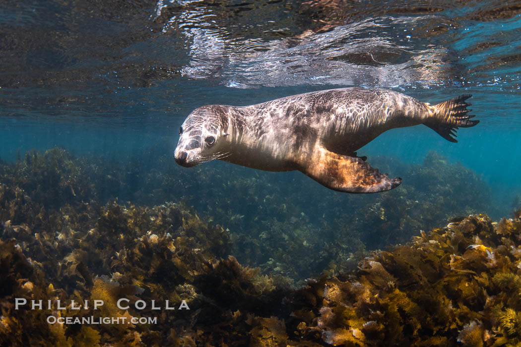 Australian Sea Lion Underwater, Grindal Island. Australian sea lions are the only endemic pinniped in Australia, and are found along the coastlines and islands of south and west Australia. South Australia, Neophoca cinearea, natural history stock photograph, photo id 39192