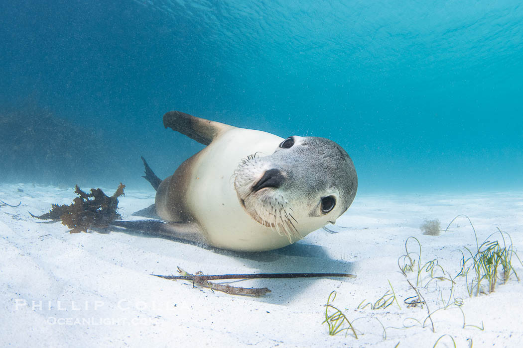 Australian Sea Lion Underwater, Grindal Island. Australian sea lions are the only endemic pinniped in Australia, and are found along the coastlines and islands of south and west Australia. South Australia, Neophoca cinearea, natural history stock photograph, photo id 39185