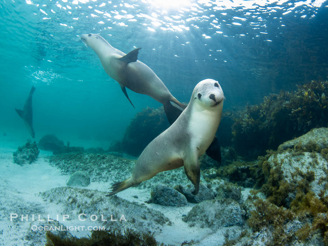 Australian Sea Lions, Grindal Island. Australian sea lions are the only endemic pinniped in Australia, and are found along the coastlines and islands of south and west Australia. South Australia, Neophoca cinearea, natural history stock photograph, photo id 39157