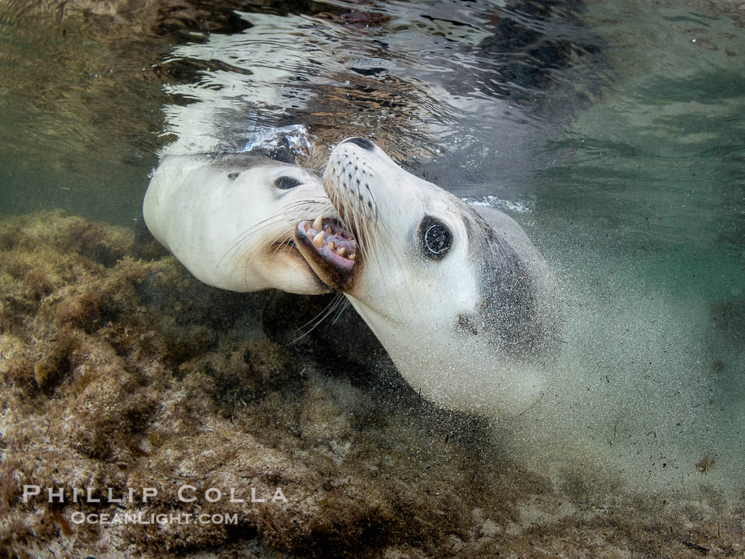 Australian Sea Lions Playing Underwater, Grindal Island. Australian sea lions are the only endemic pinniped in Australia, and is found along the coastlines and islands of south and west Australia, Neophoca cinearea