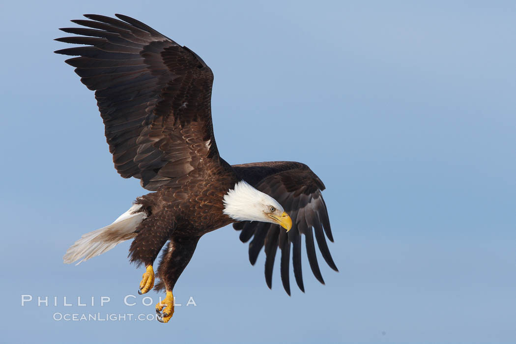 Bald eagle in flight, wings spread as it slows to land, talons raised. Kachemak Bay, Homer, Alaska, USA, Haliaeetus leucocephalus, Haliaeetus leucocephalus washingtoniensis, natural history stock photograph, photo id 22883