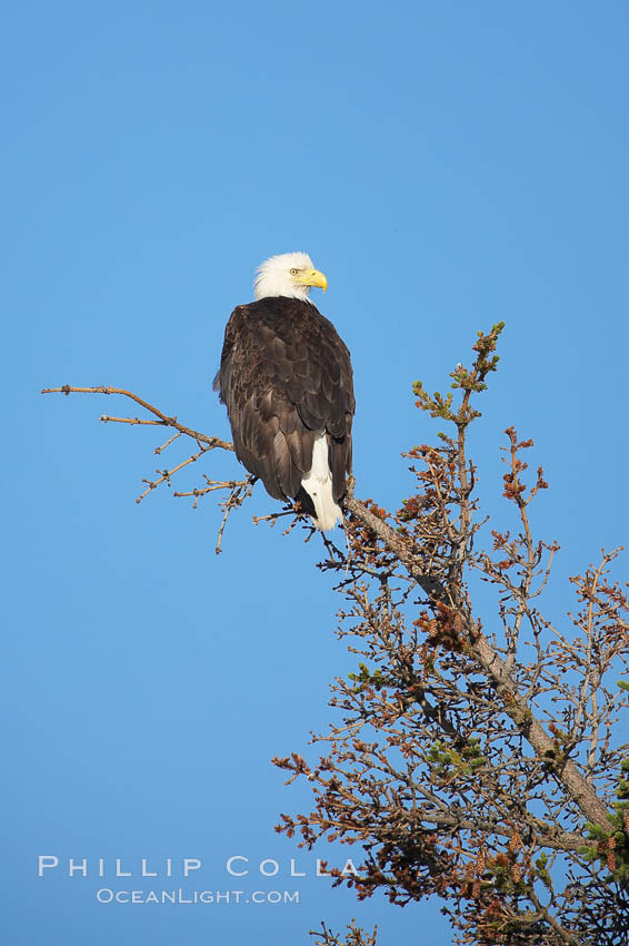 Bald eagle perched in a tree. Lake Clark National Park, Alaska, USA, Haliaeetus leucocephalus, natural history stock photograph, photo id 20940