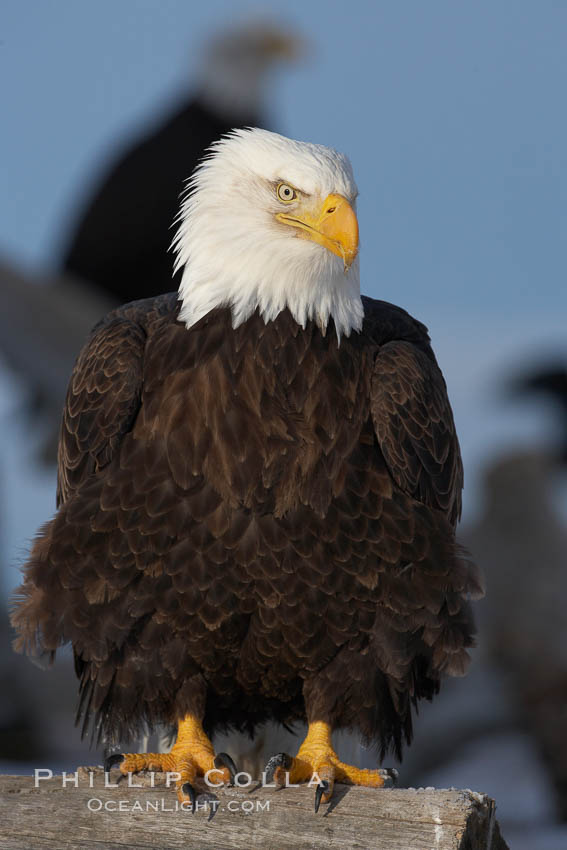 Bald eagle, standing on snow-covered ground, other bald eagles visible in background. Kachemak Bay, Homer, Alaska, USA, Haliaeetus leucocephalus, Haliaeetus leucocephalus washingtoniensis, natural history stock photograph, photo id 22876