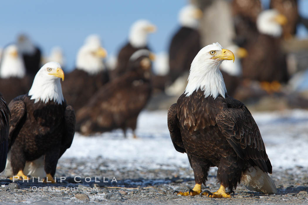 Bald eagle, standing on snow covered ground, other eagles visible in background. Kachemak Bay, Homer, Alaska, USA, Haliaeetus leucocephalus, Haliaeetus leucocephalus washingtoniensis, natural history stock photograph, photo id 22884