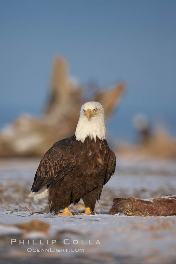 Bald eagle, standing on snow-covered ground, other bald eagles visible in background. Kachemak Bay, Homer, Alaska, USA, Haliaeetus leucocephalus, Haliaeetus leucocephalus washingtoniensis, natural history stock photograph, photo id 22827