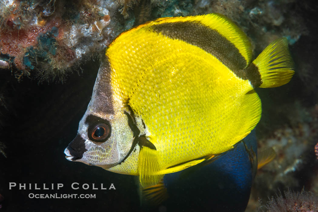 Barberfish, Black-Nosed Butterflyfish,  Johnrandallia nigrirostris,  Isla de la Guarda, Sea of Cortez. Isla Angel de la Guarda, Baja California, Mexico, Johnrandallia nigrirostris, natural history stock photograph, photo id 40344