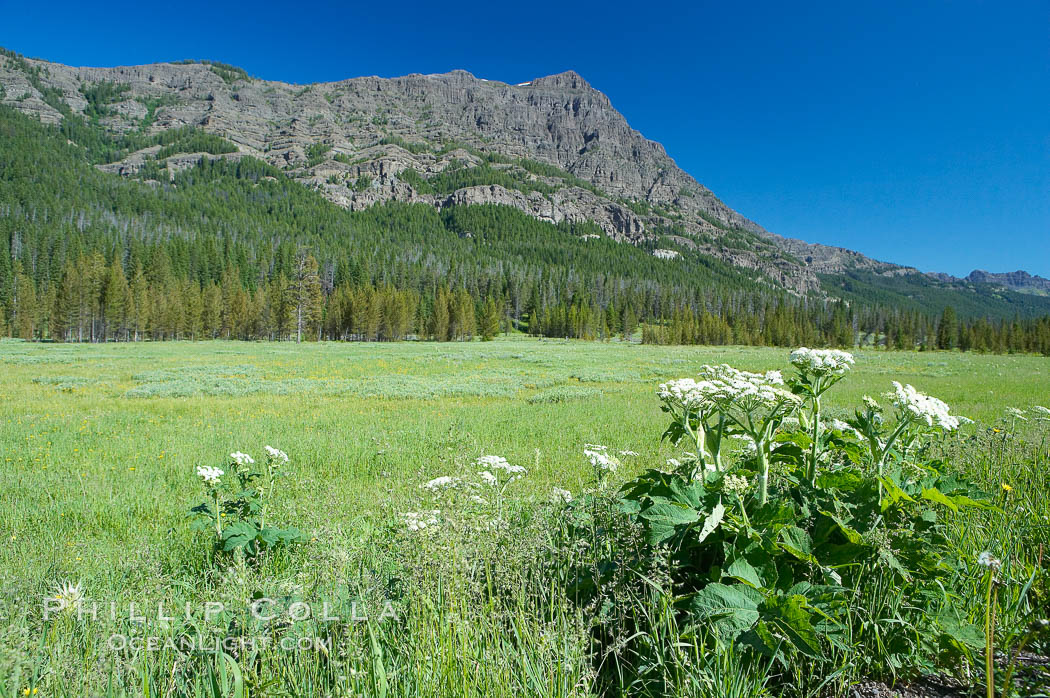 Barronette Peak rises above a meadow. Yellowstone National Park, Wyoming, USA, natural history stock photograph, photo id 13634