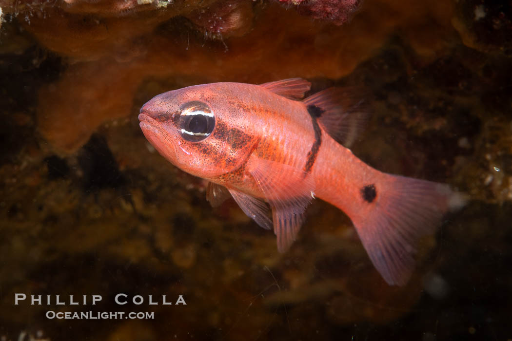 Barspot Cardinalfish, Apogon retrosell, Sea of Cortez. Islas San Lorenzo, Baja California, Mexico, Apogon retrosell, natural history stock photograph, photo id 40442