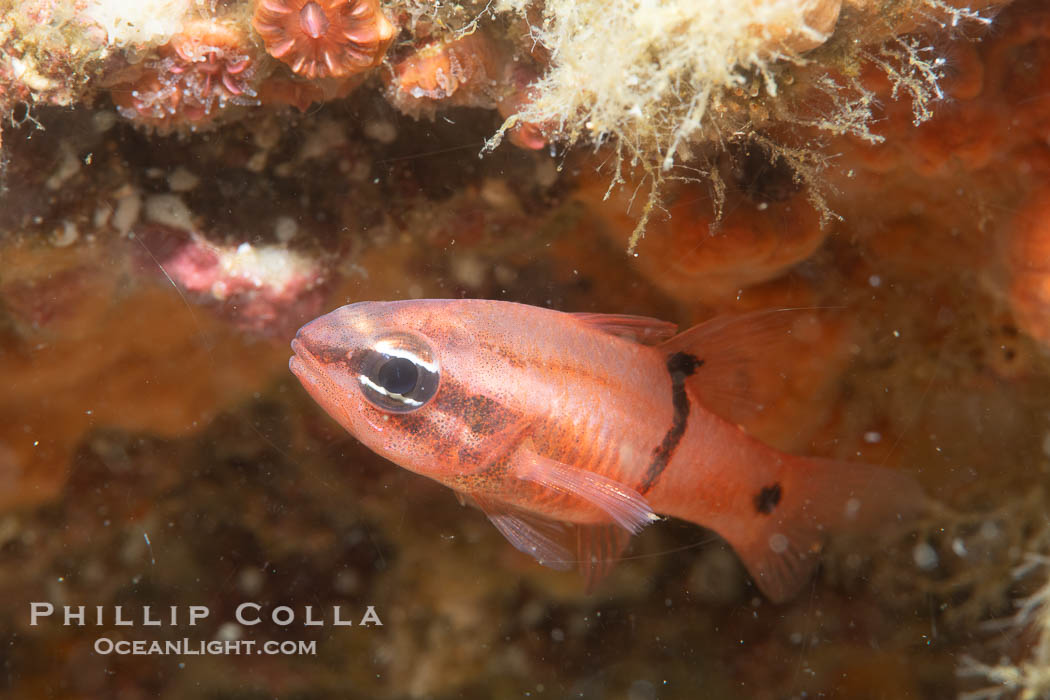 Barspot Cardinalfish, Apogon retrosell, Sea of Cortez. Islas San Lorenzo, Baja California, Mexico, Apogon retrosell, natural history stock photograph, photo id 40443