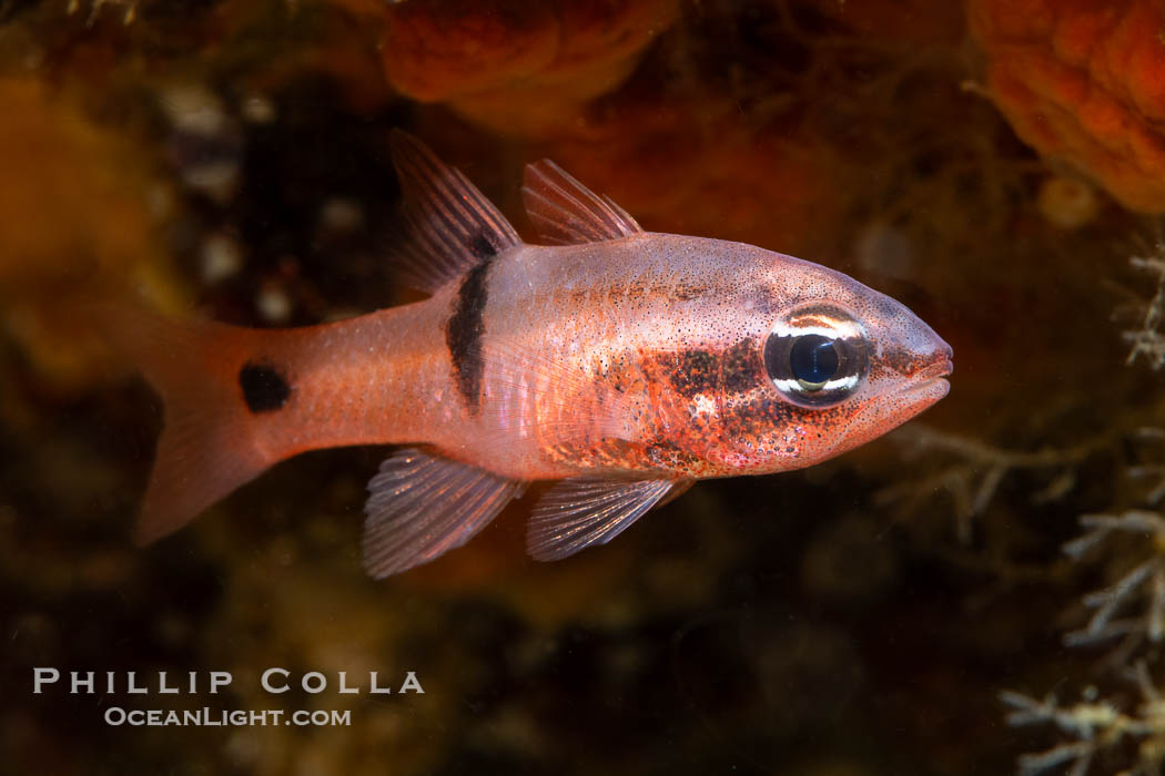 Barspot Cardinalfish, Apogon retrosell, Sea of Cortez. Islas San Lorenzo, Baja California, Mexico, Apogon retrosell, natural history stock photograph, photo id 40445