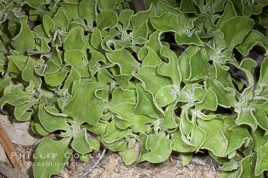 Unidentified. Batiquitos Lagoon, Carlsbad, California, USA, natural history stock photograph, photo id 11706