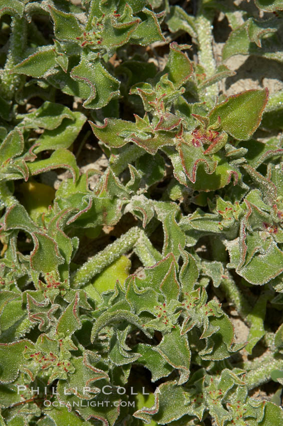 Unidentified. Batiquitos Lagoon, Carlsbad, California, USA, natural history stock photograph, photo id 11710