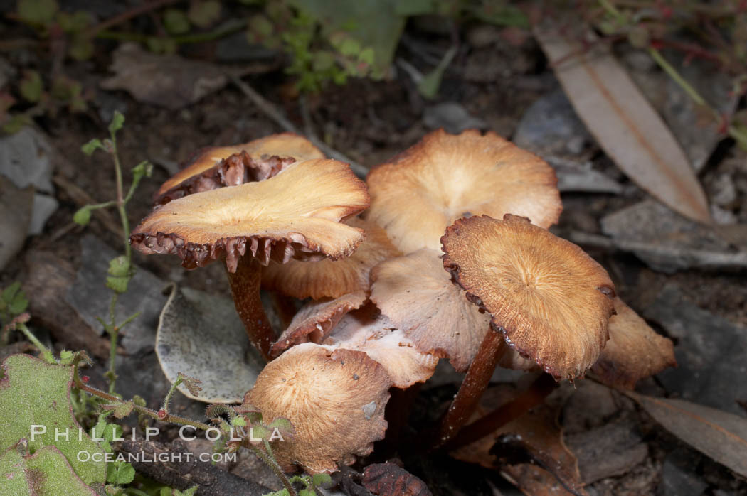 Unidentified. Batiquitos Lagoon, Carlsbad, California, USA, natural history stock photograph, photo id 11726