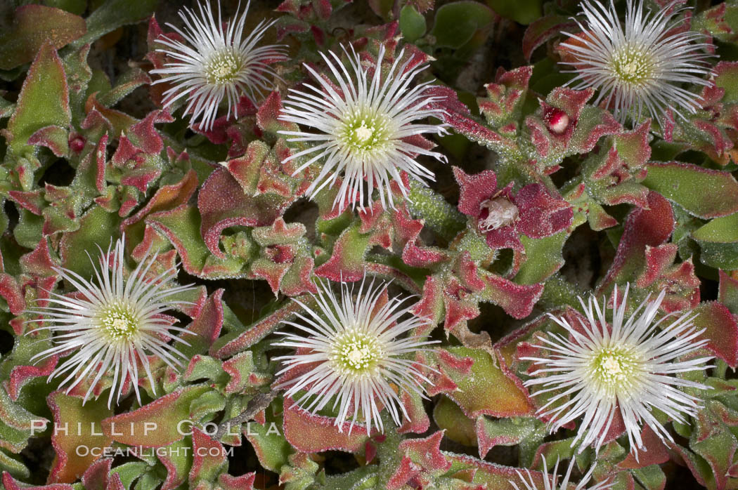 Unidentified. Batiquitos Lagoon, Carlsbad, California, USA, natural history stock photograph, photo id 11707