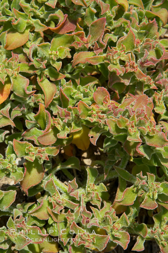 Unidentified. Batiquitos Lagoon, Carlsbad, California, USA, natural history stock photograph, photo id 11711