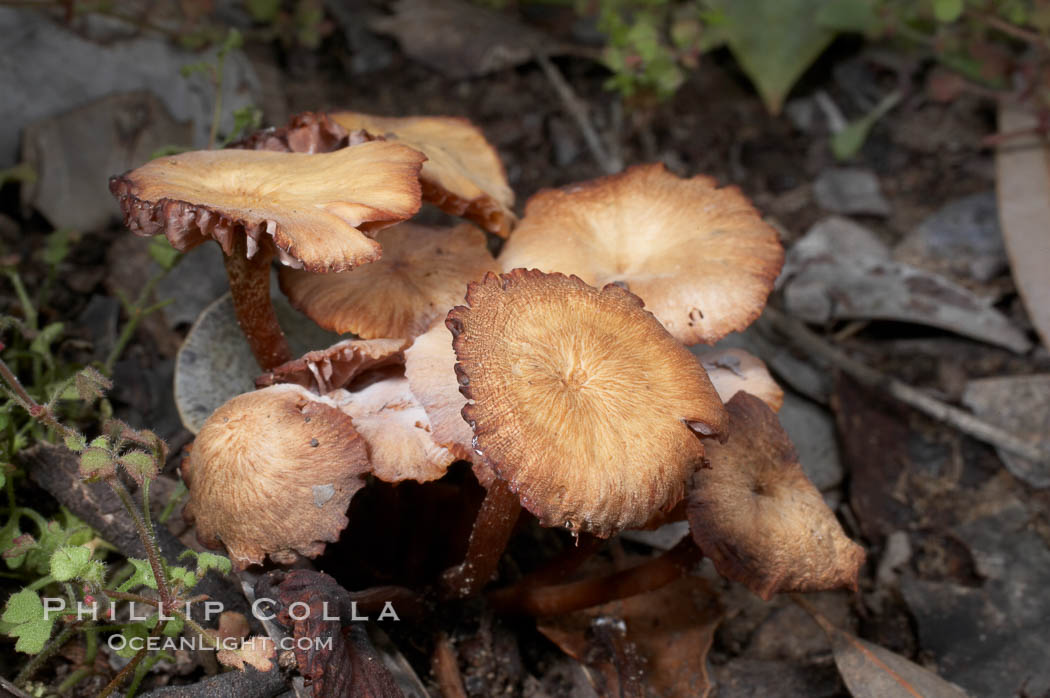 Unidentified. Batiquitos Lagoon, Carlsbad, California, USA, natural history stock photograph, photo id 11727