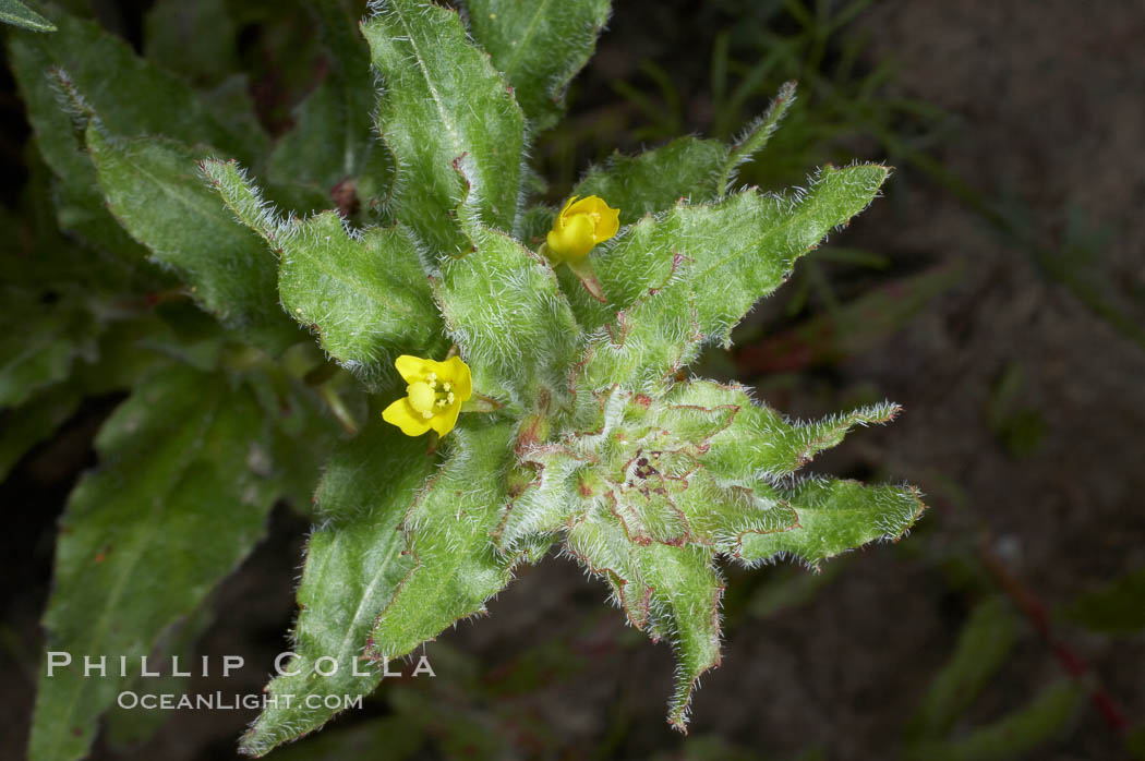 Unidentified. Batiquitos Lagoon, Carlsbad, California, USA, natural history stock photograph, photo id 11755