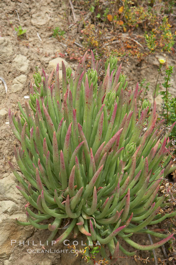 Unidentified. Batiquitos Lagoon, Carlsbad, California, USA, natural history stock photograph, photo id 11701