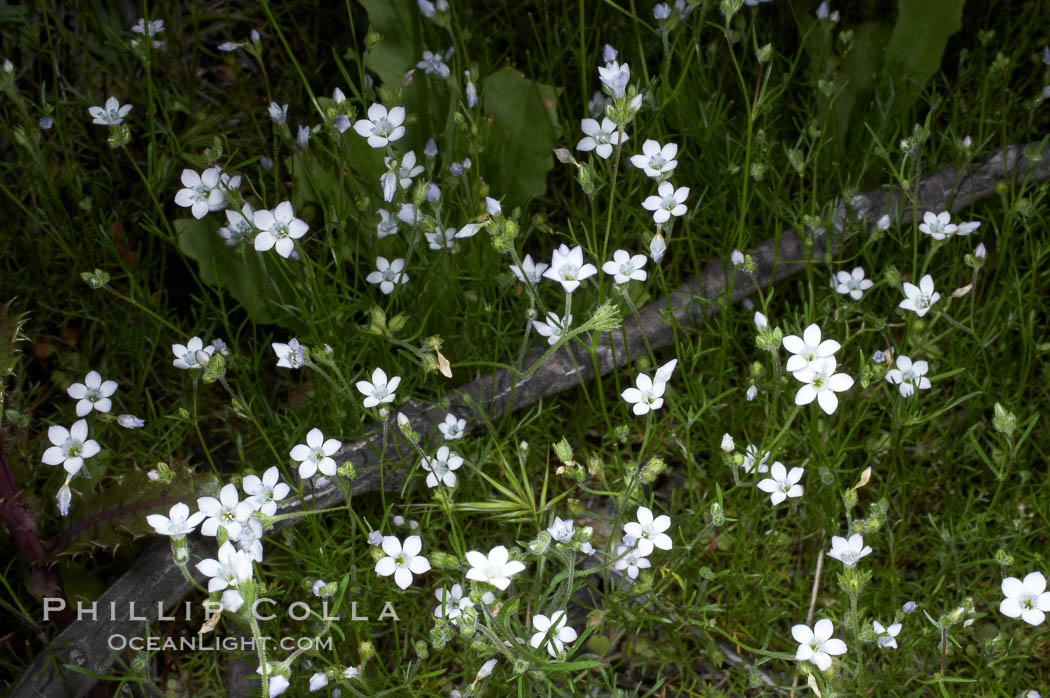 Unidentified. Batiquitos Lagoon, Carlsbad, California, USA, natural history stock photograph, photo id 11749