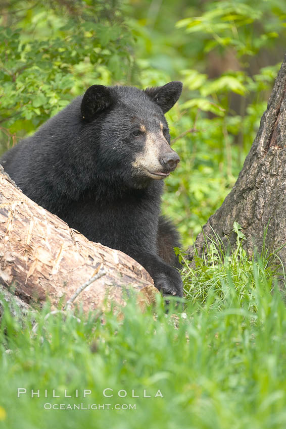 American black bear. Orr, Minnesota, USA, Ursus americanus, natural history stock photograph, photo id 18859