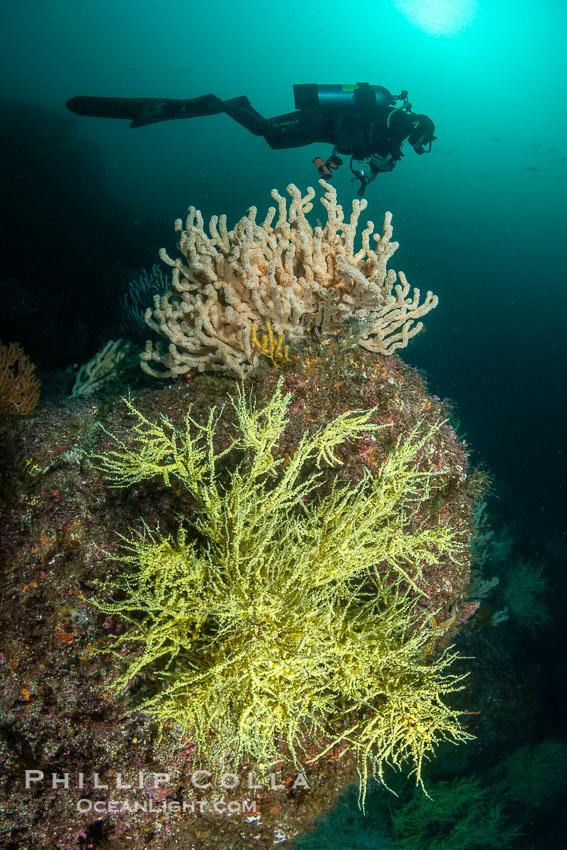 Black Coral and Gorgonians on Rocky Reef, San Pedro Martir Island, Mexico, Isla San Pedro Martir, Sonora