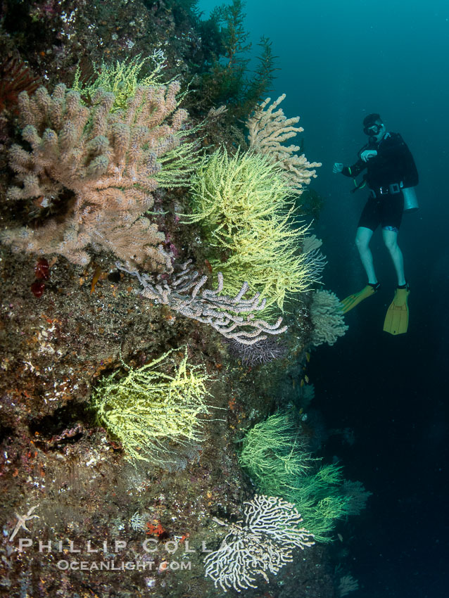 Black Coral and Gorgonians on Rocky Reef, San Pedro Martir Island, Mexico. Isla San Pedro Martir, Sonora, natural history stock photograph, photo id 40414