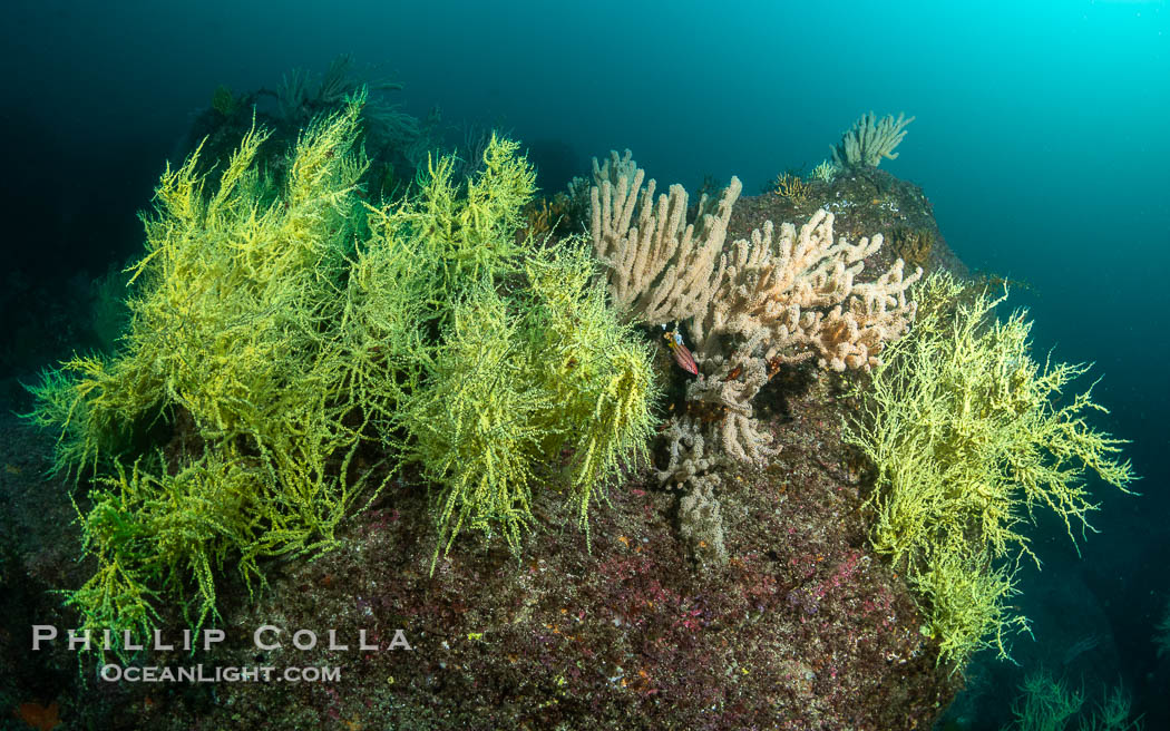 Black Coral and Gorgonians on Rocky Reef, San Pedro Martir Island, Mexico. Isla San Pedro Martir, Sonora, natural history stock photograph, photo id 40392