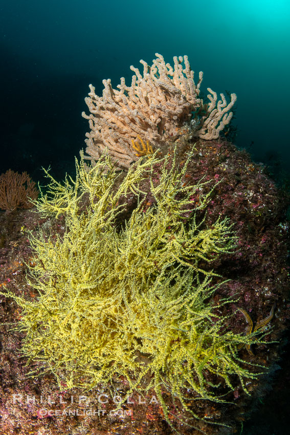 Black Coral and Gorgonians on Rocky Reef, San Pedro Martir Island, Mexico. Isla San Pedro Martir, Sonora, natural history stock photograph, photo id 40391