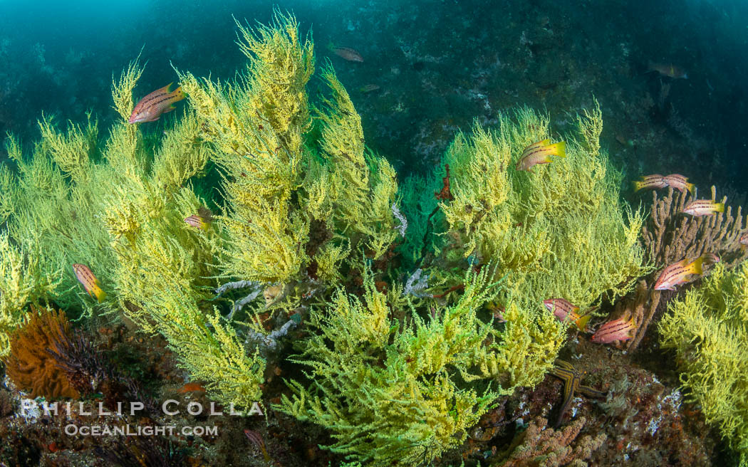 Black Coral on Rocky Reef, Unidentified species, isla Angel de la Guarda, Midriff Islands, Sea of Cortez, Mexico. Isla Angel de la Guarda, Baja California, natural history stock photograph, photo id 40347