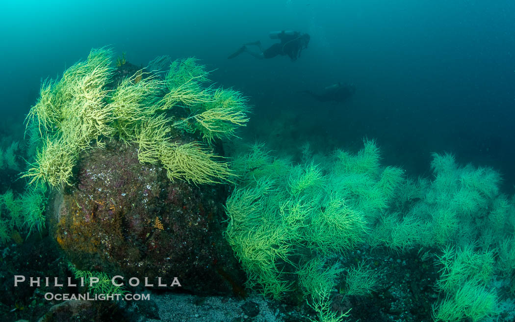 Black Coral on Rocky Reef, Unidentified species, isla San Pedro Martir, Midriff Islands, Sea of Cortez, Mexico. Isla San Pedro Martir, Sonora, natural history stock photograph, photo id 40410