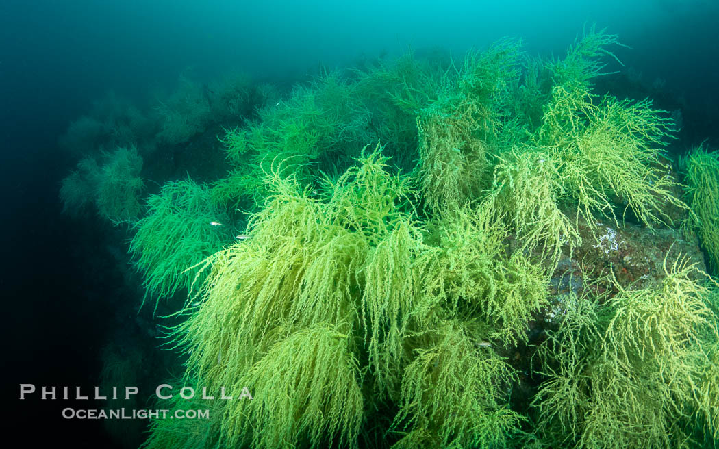 Black Coral on Rocky Reef, Unidentified species, isla San Pedro Martir, Midriff Islands, Sea of Cortez, Mexico, Isla San Pedro Martir, Sonora