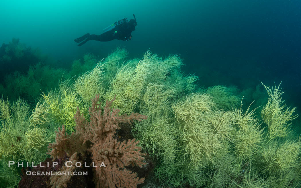 Black Coral on Rocky Reef, Unidentified species, isla San Pedro Martir, Midriff Islands, Sea of Cortez, Mexico. Isla San Pedro Martir, Sonora, natural history stock photograph, photo id 40412