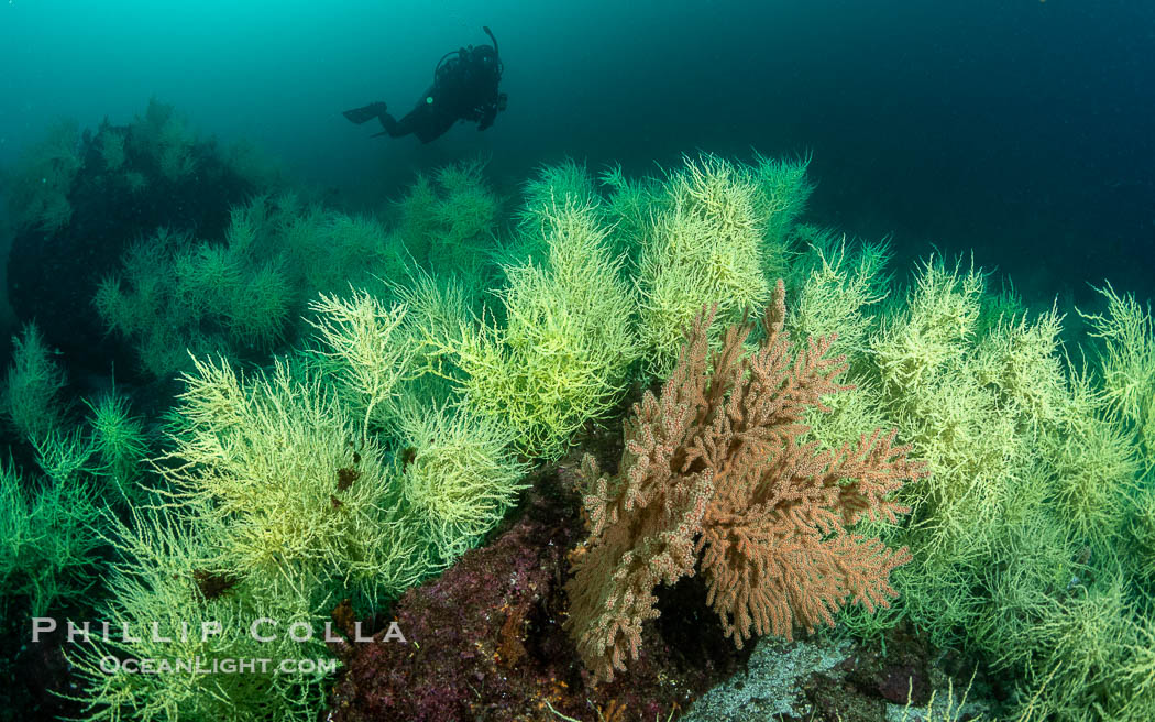 Black Coral on Rocky Reef, Unidentified species, isla San Pedro Martir, Midriff Islands, Sea of Cortez, Mexico. Isla San Pedro Martir, Sonora, natural history stock photograph, photo id 40411