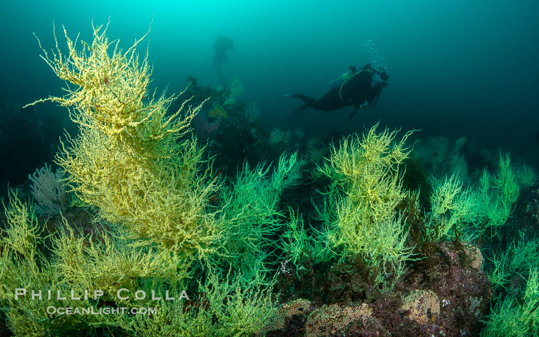 Black Coral on Rocky Reef, Unidentified species, isla San Pedro Martir, Midriff Islands, Sea of Cortez, Mexico. Isla San Pedro Martir, Sonora, natural history stock photograph, photo id 40409