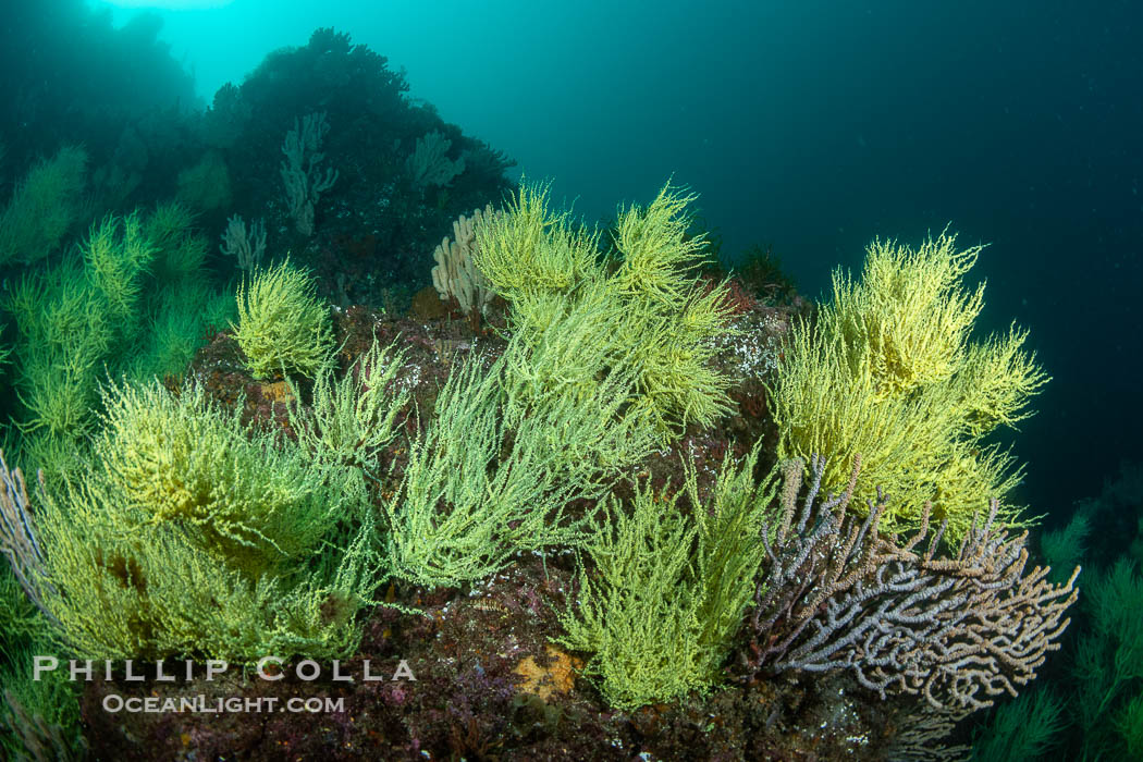 Black Coral on Rocky Reef, Unidentified species, isla San Pedro Martir, Midriff Islands, Sea of Cortez, Mexico. Isla San Pedro Martir, Sonora, natural history stock photograph, photo id 40413