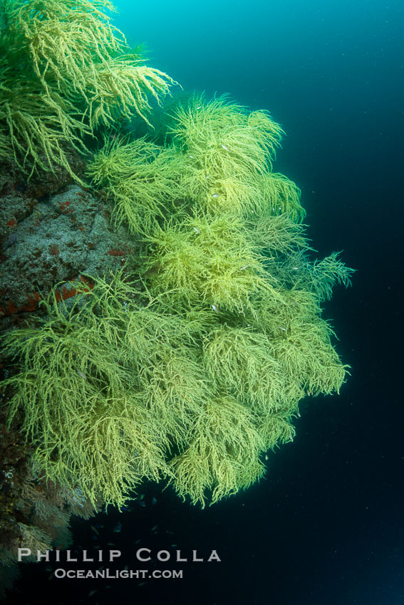 Black Coral on Rocky Reef, Unidentified species, isla San Pedro Martir, Midriff Islands, Sea of Cortez, Mexico. Isla San Pedro Martir, Sonora, natural history stock photograph, photo id 40425