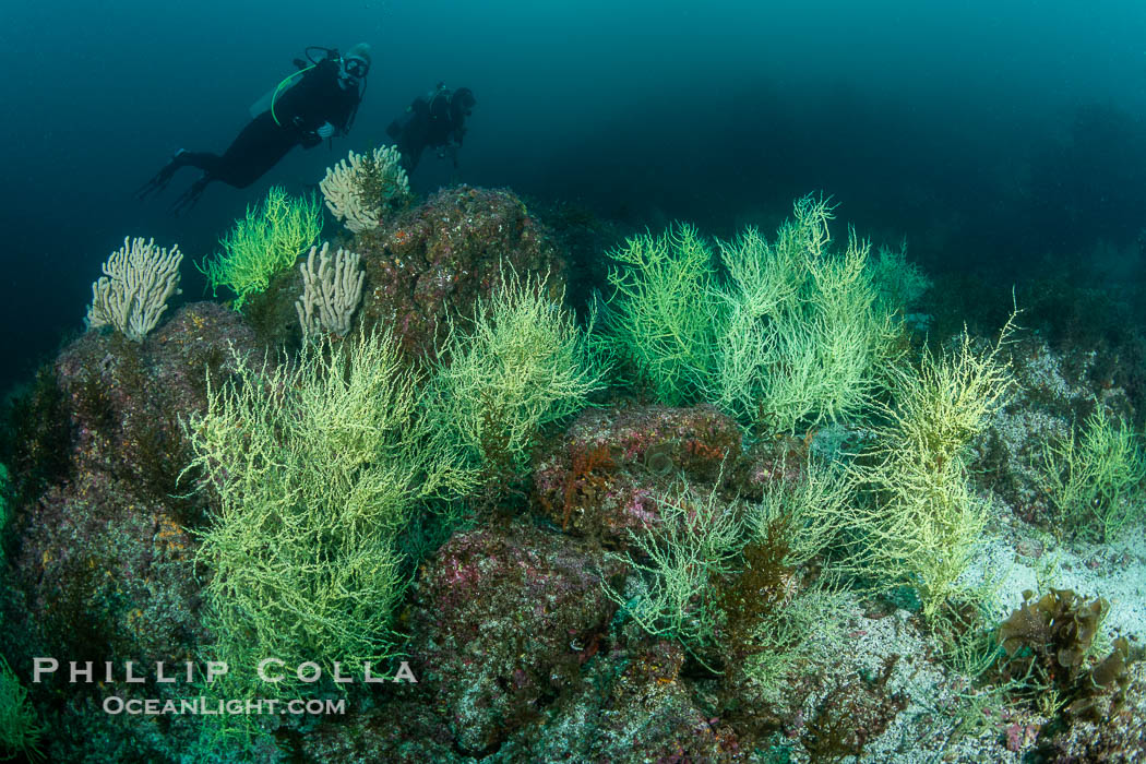 Black Coral on Rocky Reef, Unidentified species, Midriff Islands, Sea of Cortez, Mexico. Isla San Pedro Martir, Sonora, natural history stock photograph, photo id 40393