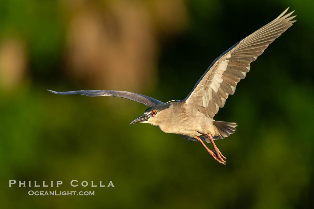 Black-crowned Night Heron in Flight, Nycticorax nycticorax, Venice Rookery, Florida. USA, Nycticorax nycticorax, natural history stock photograph, photo id 40592