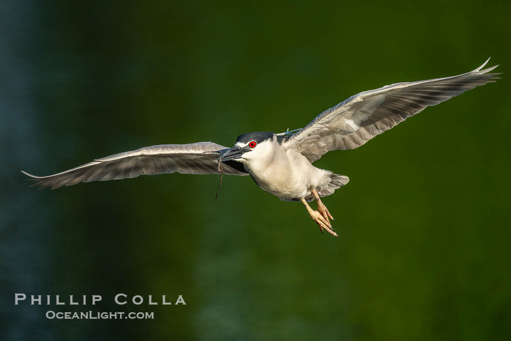 Black-crowned Night Heron in Flight, carrying nesting material, Nycticorax nycticorax, Venice Rookery, Florida. USA, Nycticorax nycticorax, natural history stock photograph, photo id 40597