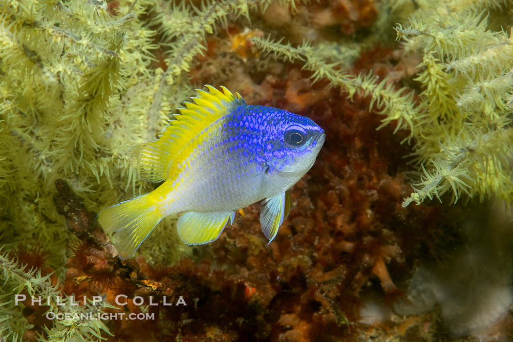 Blue-and-yellow chromis admist Black Coral, Chromis limbaughi, Islas San Lorenzo, Sea of Cortez, Chromis limbaughi