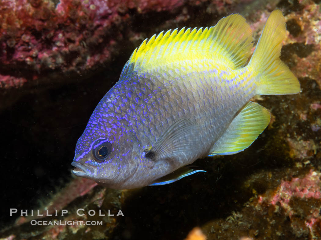 Blue-and-yellow chromis, Chromis limbaughi, Islas San Lorenzo, Sea of Cortez. Baja California, Mexico, Chromis limbaughi, natural history stock photograph, photo id 40460