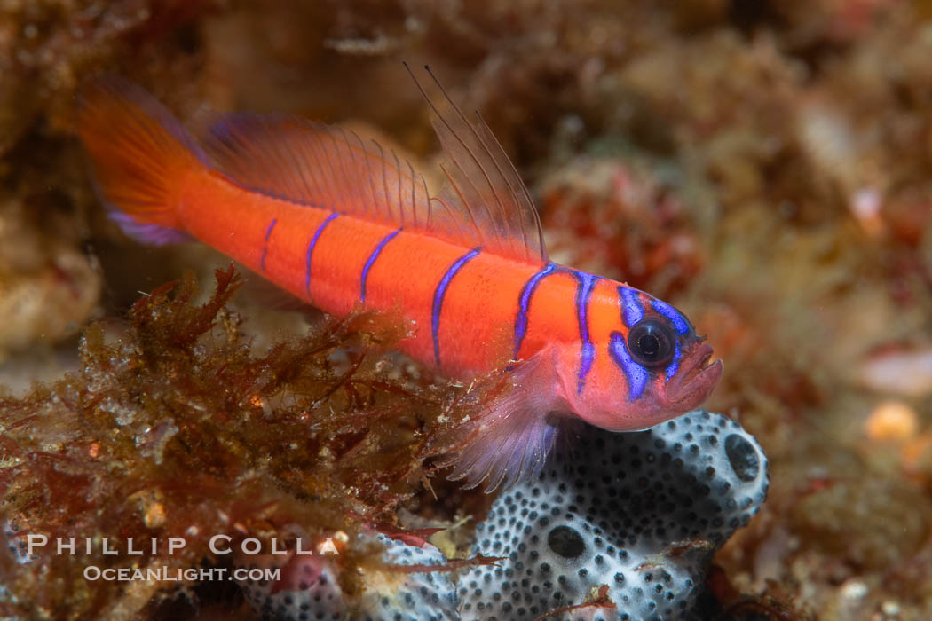 Blue-banded goby in the Midriff Islands, Sea of Cortez, Mexico, Lythrypnus dalli, Isla Angel de la Guarda, Baja California