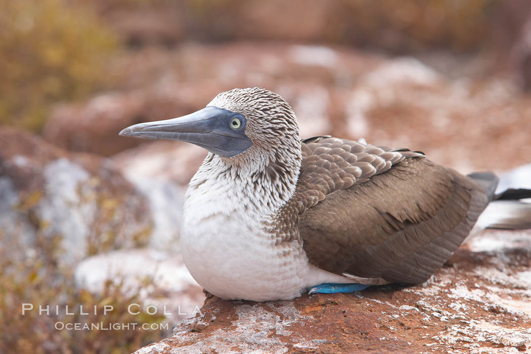 Blue-footed booby adult, Sula nebouxii, North Seymour Island, Galapagos  Islands, Ecuador