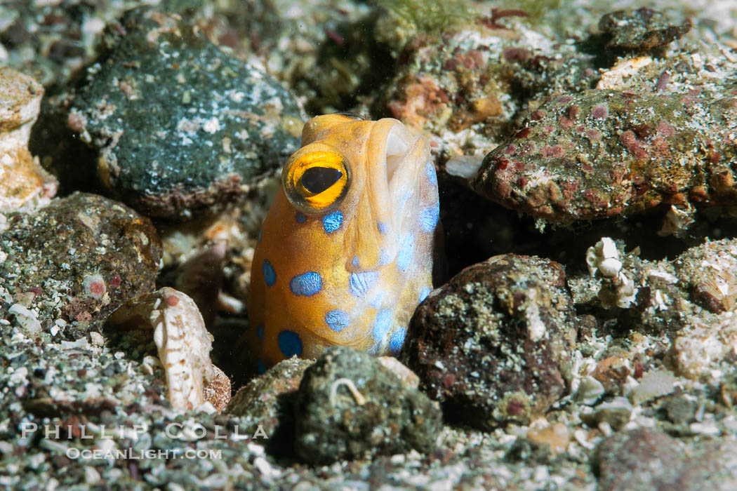 The blue-spotted jawfish is a species of jawfish native to the Gulf of California. It is an inhabitant of reefs where it is found in large colonies at depths of around 12 metres. This species hides in its burrow at night, completely sealing the entrance. Every morning, it rebuilds the burrow entrance, Opistognathus rosenblatti, Isla Angel de la Guarda, Baja California, Mexico