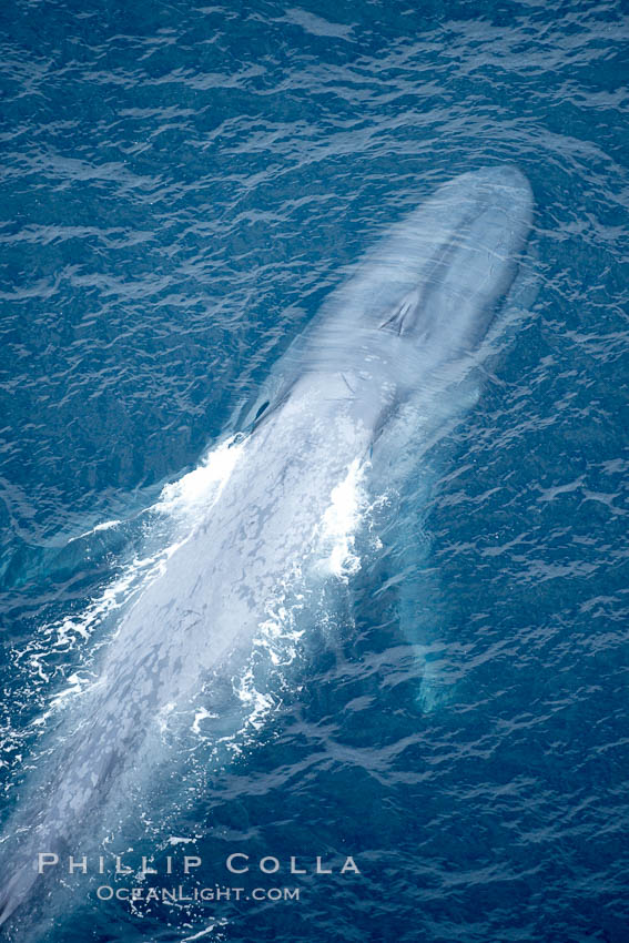 Blue whale, swimming through the open ocean, Balaenoptera musculus