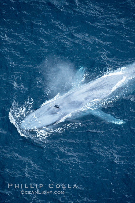 Blue whale, swimming through the open ocean. La Jolla, California, USA, Balaenoptera musculus, natural history stock photograph, photo id 21304