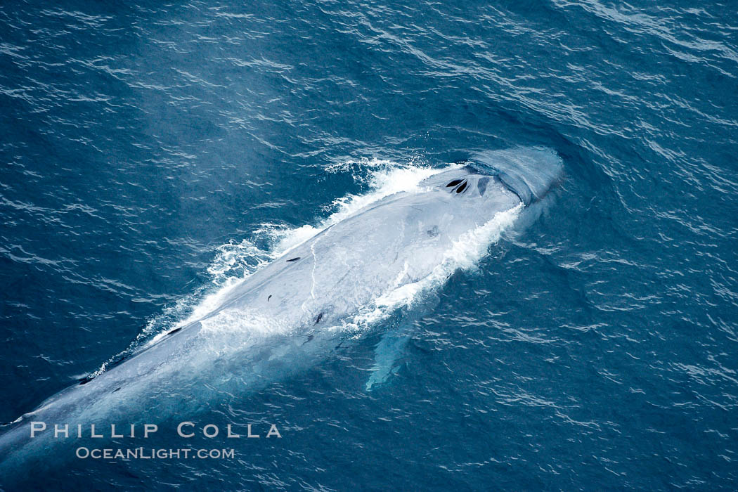 Blue whale, swimming through the open ocean. La Jolla, California, USA, Balaenoptera musculus, natural history stock photograph, photo id 21299