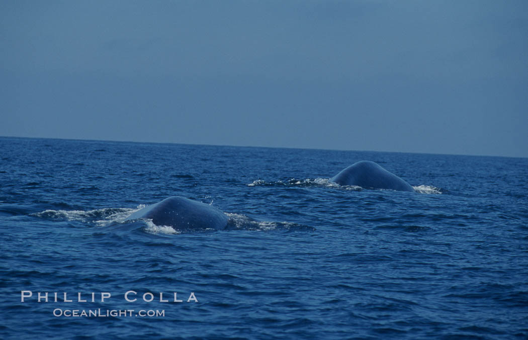 Two blue whales round out together just before synchronously diving for food.  Open ocean near San Diego. California, USA, Balaenoptera musculus, natural history stock photograph, photo id 07586